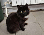 Кошки в Мичуринске: Пушистый котенок, Бесплатно - фото 5