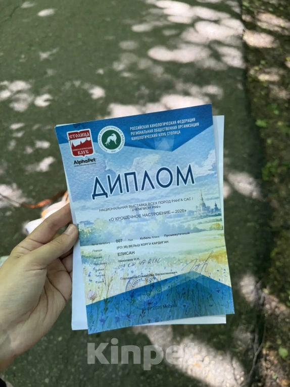 Собаки в Москве: Для вязки Мальчик, Бесплатно - фото 7