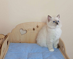 Кошки в Москве: Котëнок Рэгдолл Marusya Девочка, 100 000 руб. - фото 10