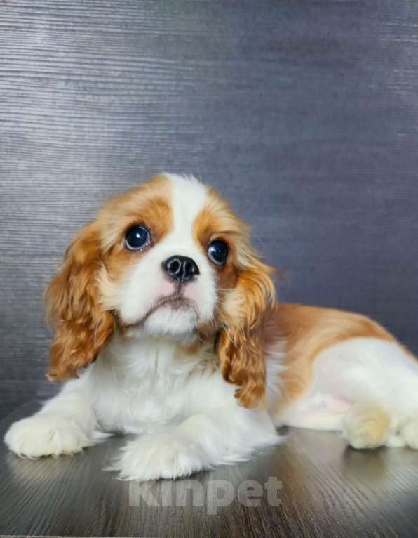 Собаки в Санкт-Петербурге: Красивая девочка кавалер Кинг Чарльз спаниель  Девочка, 110 000 руб. - фото 4