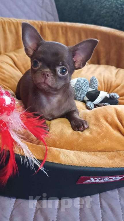 Собаки в Ульяновске: чихуахуа Девочка, 45 000 руб. - фото 2