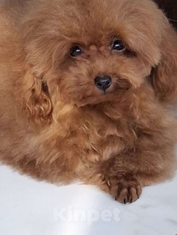 Собаки в Москве: Теди пудель Мальчик, 150 000 руб. - фото 2