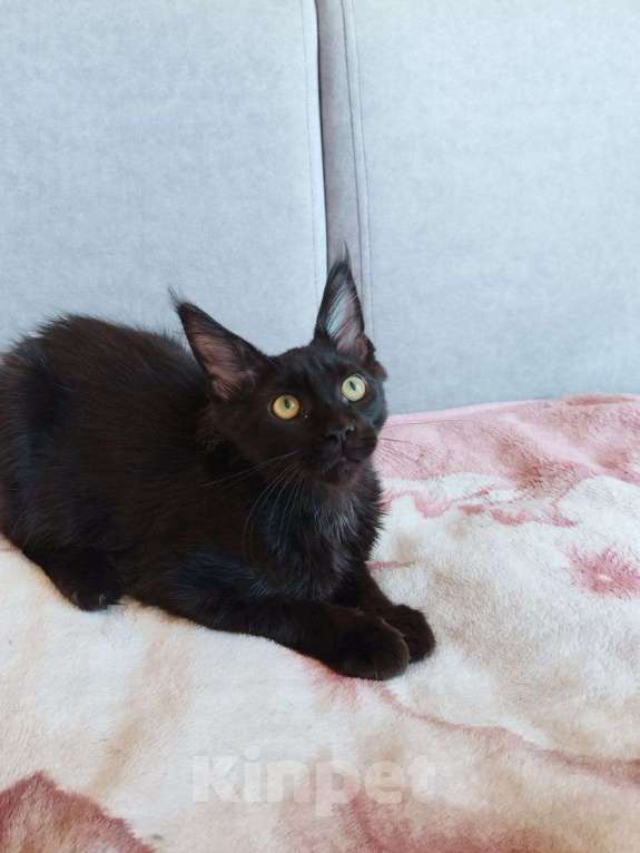 Кошки в Чите: Продается котенок мейнкун Девочка, 30 000 руб. - фото 6