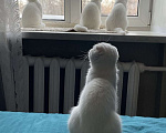 Кошки в Перми: Белоснежный шотландец Мальчик, 30 000 руб. - фото 2