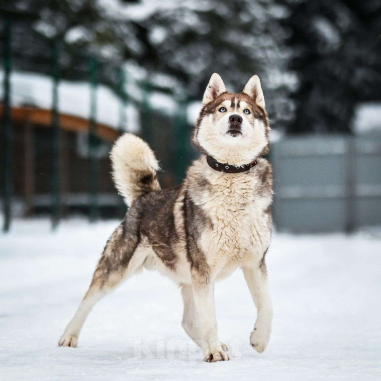 Собаки в Москве: Балто Мальчик, Бесплатно - фото 7