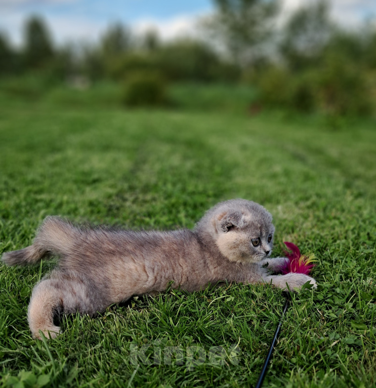 Кошки в Санкт-Петербурге: Шотландский котёнок Девочка, 40 000 руб. - фото 7