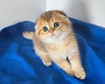 Кошки в Москве: Шотландский вислоухий котенок. Золотая шиншилла Мальчик, Бесплатно - фото 2