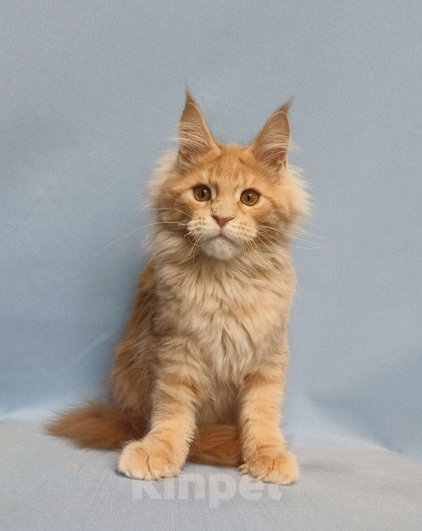 Кошки в Москве: Котёнок Мейн-Кун Мальчик Мальчик, 70 000 руб. - фото 2