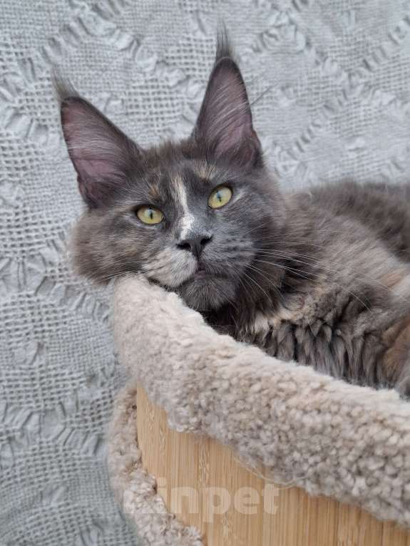 Кошки в Иваново: Девочка мейн-кун полидакт  Девочка, 25 000 руб. - фото 1