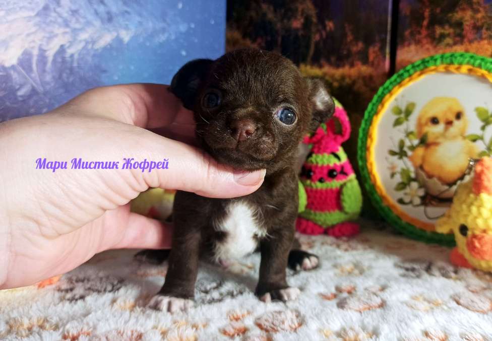Собаки в Санкт-Петербурге: Жофрей короткошерстный чихуахуа шоколадного окраса Мальчик, 50 000 руб. - фото 1