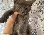 Кошки в Якутске: Котёнок Мальчик, Бесплатно - фото 1