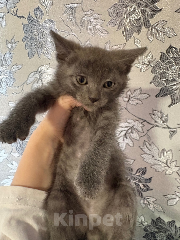 Кошки в Якутске: Котёнок Мальчик, Бесплатно - фото 1