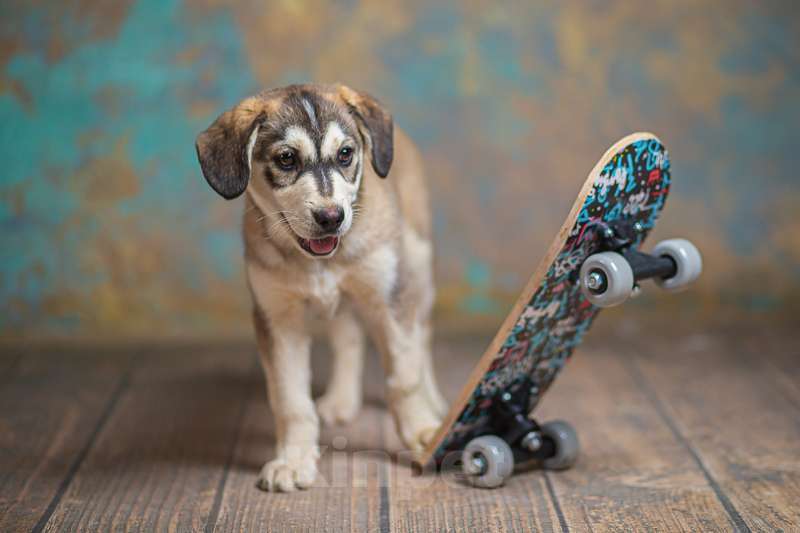 Собаки в Москве: Щенки от лабрадора и хаски в добрые руки Мальчик, Бесплатно - фото 9