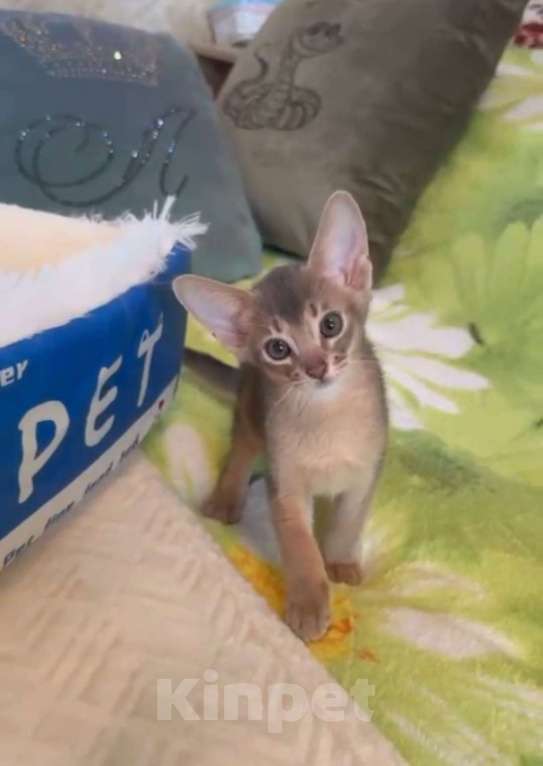 Кошки в Москве: Голубой мальчик Мальчик, 40 000 руб. - фото 2