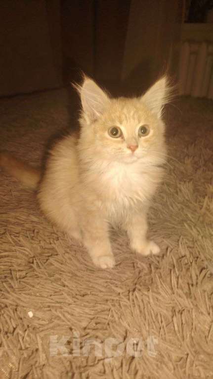 Кошки в Чите: Отдам в добрые руки котенка Мэй Куна, возраст примерно 2 месяца.  Мальчик, Бесплатно - фото 2