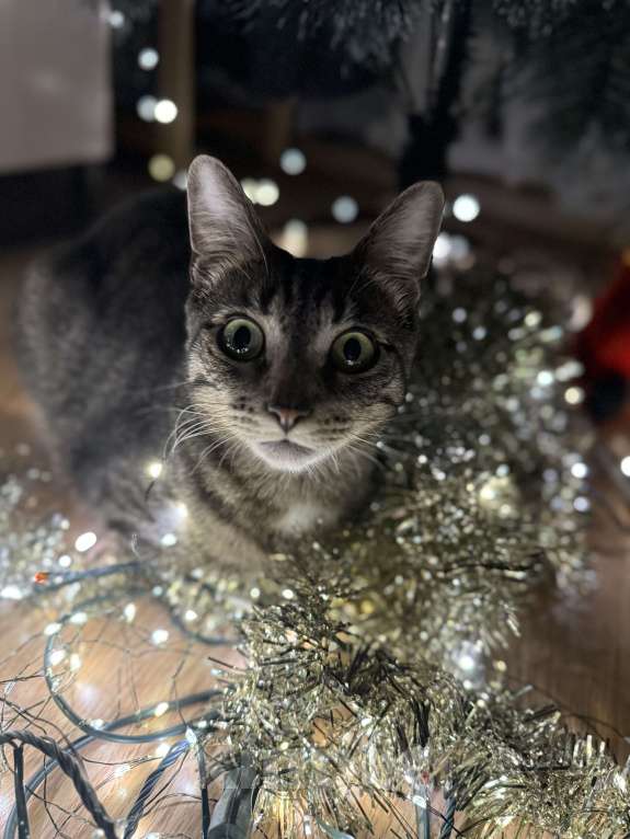 Кошки в Москве: Найдись добрый человек,забери меня! Мальчик, Бесплатно - фото 1