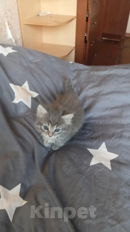 Кошки в Калуге: Котенок Девочка, Бесплатно - фото 1