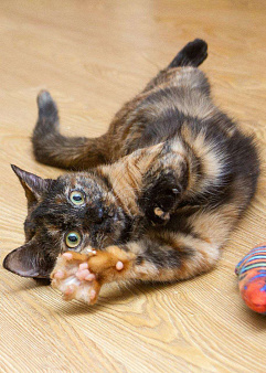 Пятнашка ищет дом