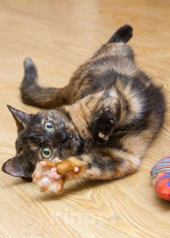 Кошки в Москве: Пятнашка ищет дом Девочка, Бесплатно - фото 1