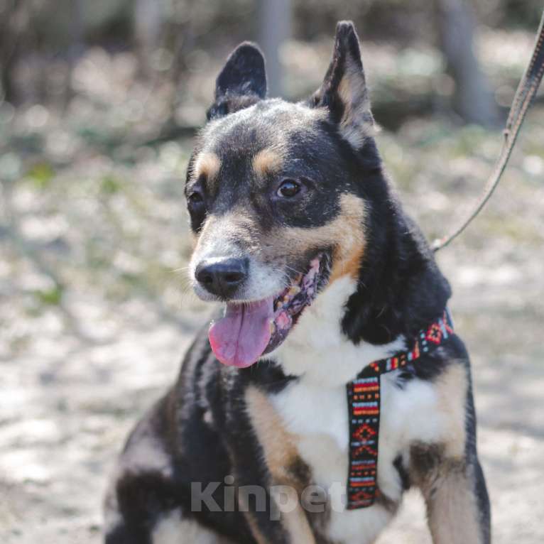 Собаки в Москве: Буш  Мальчик, Бесплатно - фото 5