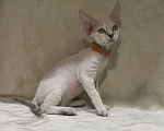 Кошки в Ростове-на-Дону: Котенок Девон рекс мальчик с голубыми глазами Мальчик, 50 000 руб. - фото 3