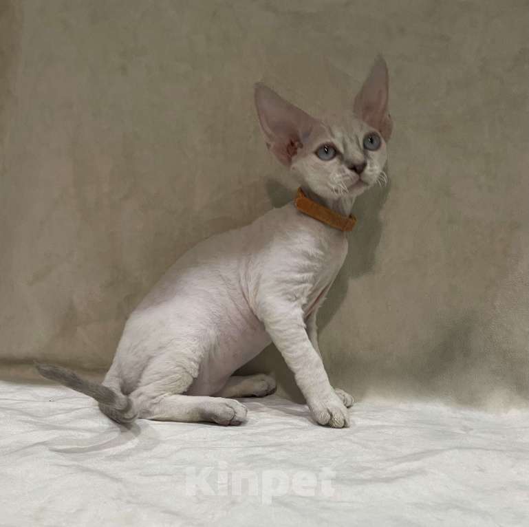 Кошки в Ростове-на-Дону: Котенок Девон рекс мальчик с голубыми глазами Мальчик, 50 000 руб. - фото 3