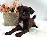 Собаки в Новосибирске: Пти-брабансон шоколад щенок Мальчик, 50 000 руб. - фото 1