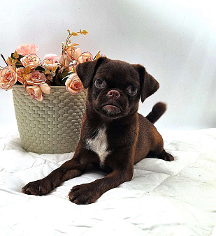 Пти-брабансон шоколад щенок