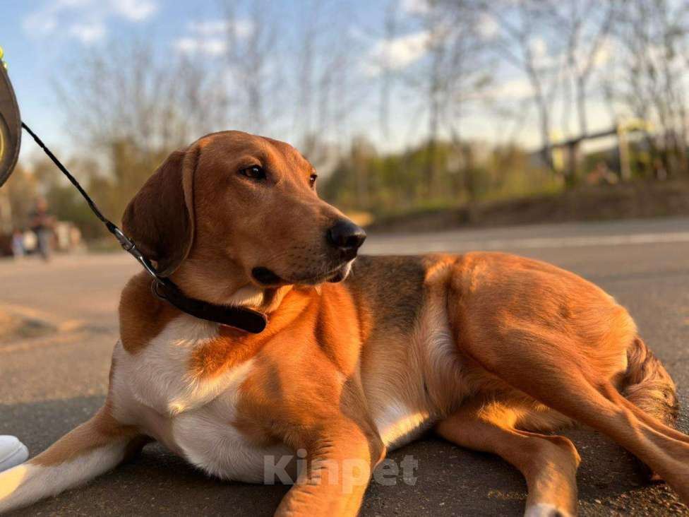 Собаки в Балашихе: Щенки очень хотят домой Мальчик, Бесплатно - фото 6