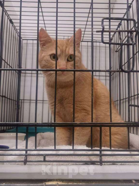 Кошки в Москве: Ириска в добрые руки Девочка, Бесплатно - фото 3