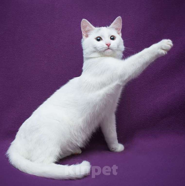 Кошки в Москве: Белый котенок Белочка в добрые руки Девочка, 1 руб. - фото 5