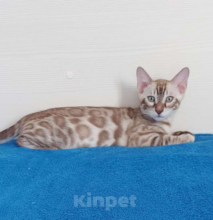 Кошки в Москве: Бенгальский мальчик Мальчик, 40 000 руб. - фото 9