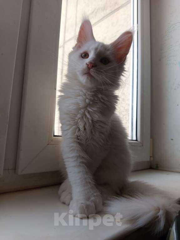 Кошки в других городах Ленинградской области: Девочка Мейн Кун polidakt Девочка, 25 000 руб. - фото 1