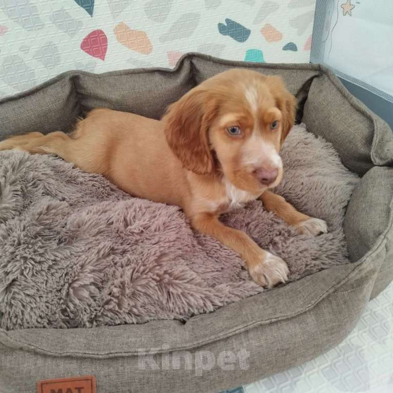 Собаки в Бутурлиновке: Русский охотничий спаниель  Мальчик, 10 000 руб. - фото 1