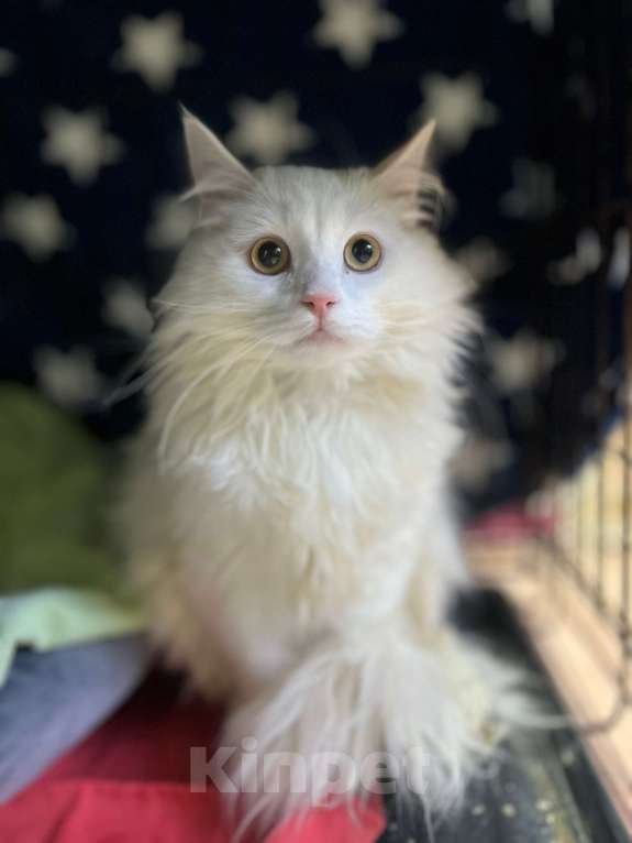 Кошки в Ногинске: Константин Первый среди Мурчащих в ожидании лучщей семьи Мальчик, Бесплатно - фото 1