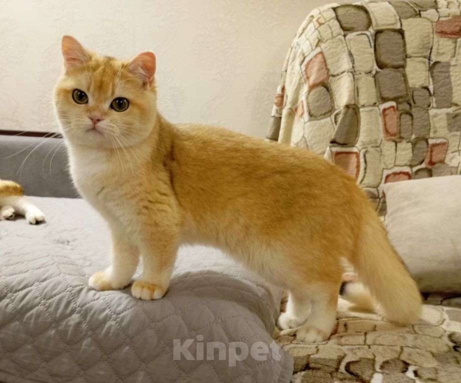 Кошки в Москве: Британская девочка Девочка, 70 000 руб. - фото 6