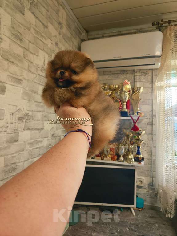 Собаки в Москве: Улыбашка девочка померанского шпица Ркф Девочка, Бесплатно - фото 2