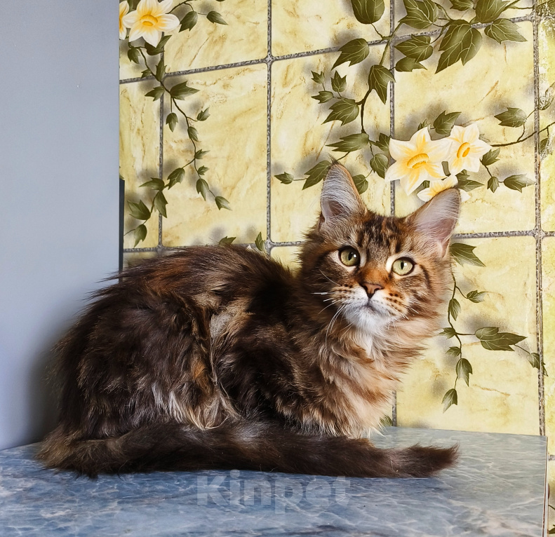 Кошки в Москве: Котенок Мейн-Кун Девочка Девочка, 45 000 руб. - фото 8