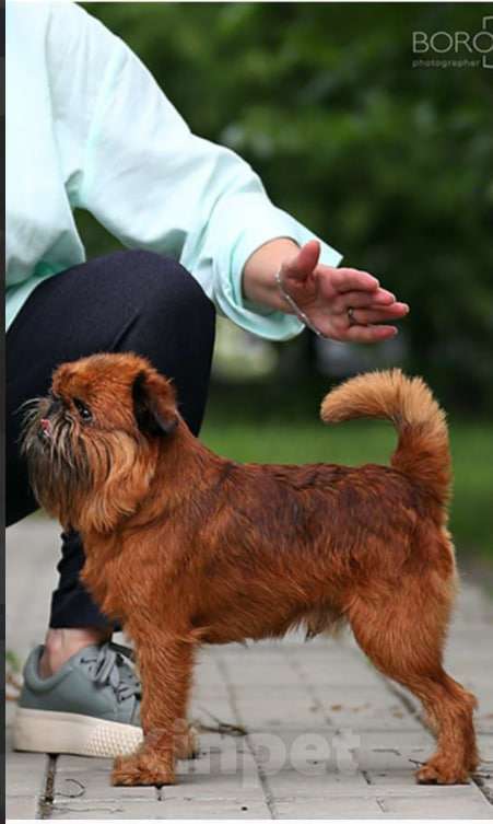 Собаки в Кемерово: Бельгийский гриффон Мальчик, 50 000 руб. - фото 4