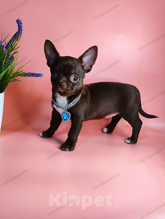 Собаки в Москве: Шоколадка Девочка, 30 000 руб. - фото 3