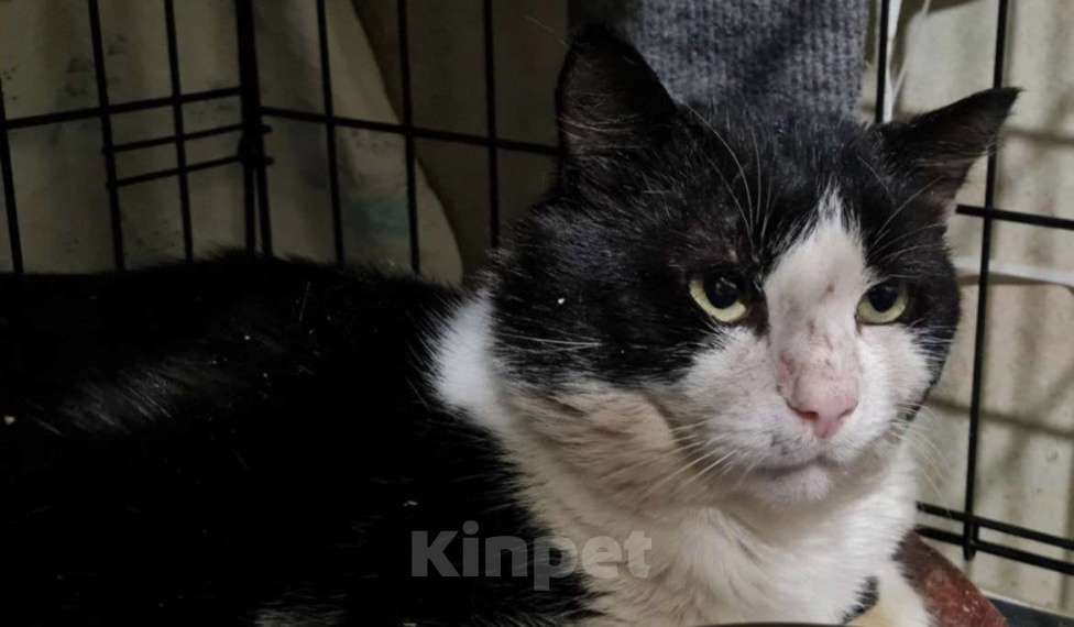 Кошки в Санкт-Петербурге: Пират ждет своего Человека Мальчик, Бесплатно - фото 1