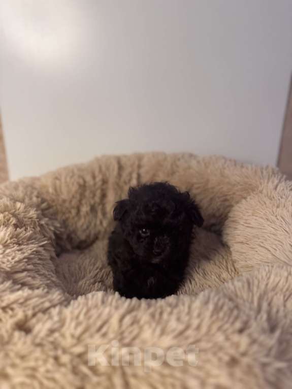 Собаки в Воронеже: Девочки мальтипу Девочка, 90 000 руб. - фото 8