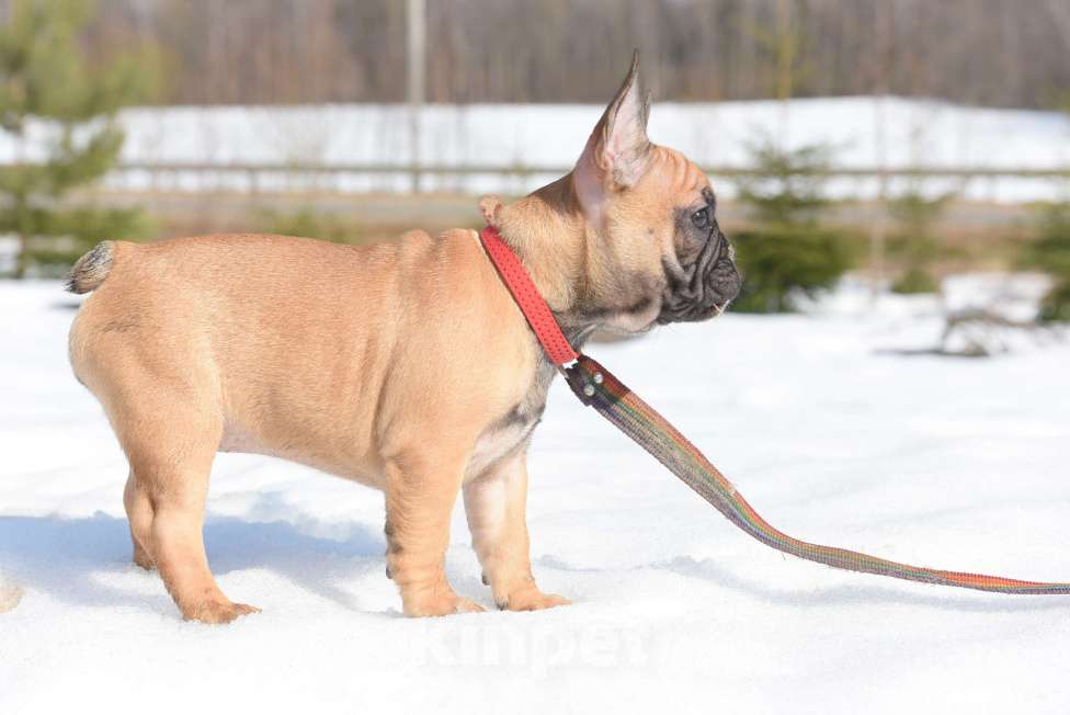 Собаки в Москве: Девочка Девочка, 50 000 руб. - фото 9