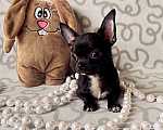 Собаки в Колпино: девочка чёрная красотка мини Девочка, 40 000 руб. - фото 1