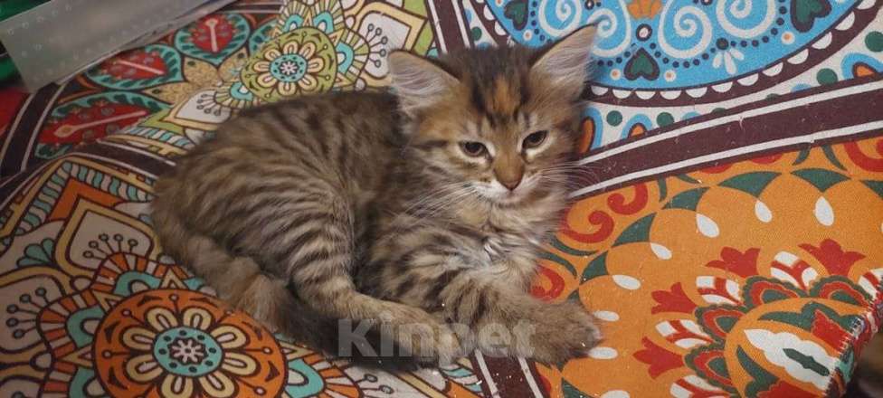 Кошки в Москве: Ласковый котёнок, приучен к лотку Мальчик, Бесплатно - фото 6