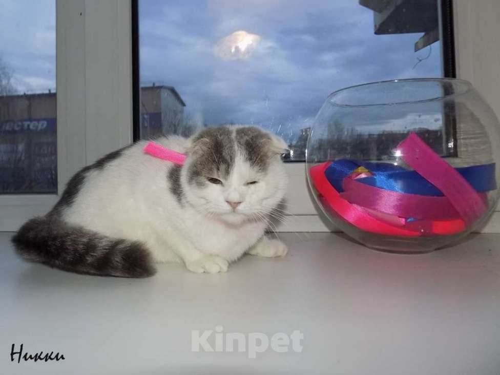 Кошки в Москве: Шотландская вислоухая девочка Девочка, 20 000 руб. - фото 5