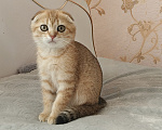 Кошки в Курганинске: Продаются шотландские котята Девочка, Бесплатно - фото 10