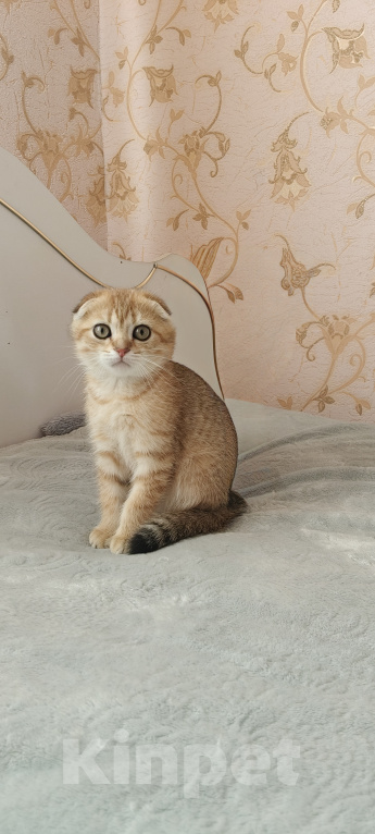 Кошки в Курганинске: Продаются шотландские котята Девочка, Бесплатно - фото 10