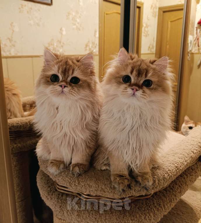 Кошки в Санкт-Петербурге: Золотые котики Мальчик, 15 000 руб. - фото 3