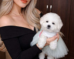 Собаки в Москве: Бишон фризе мини девочка Девочка, 80 000 руб. - фото 4